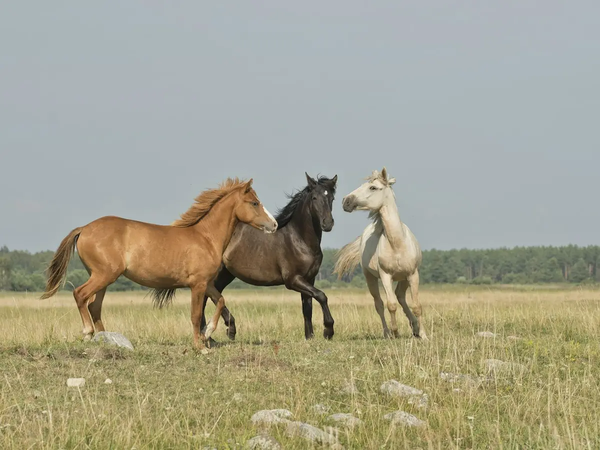Tres caballos en el pasto