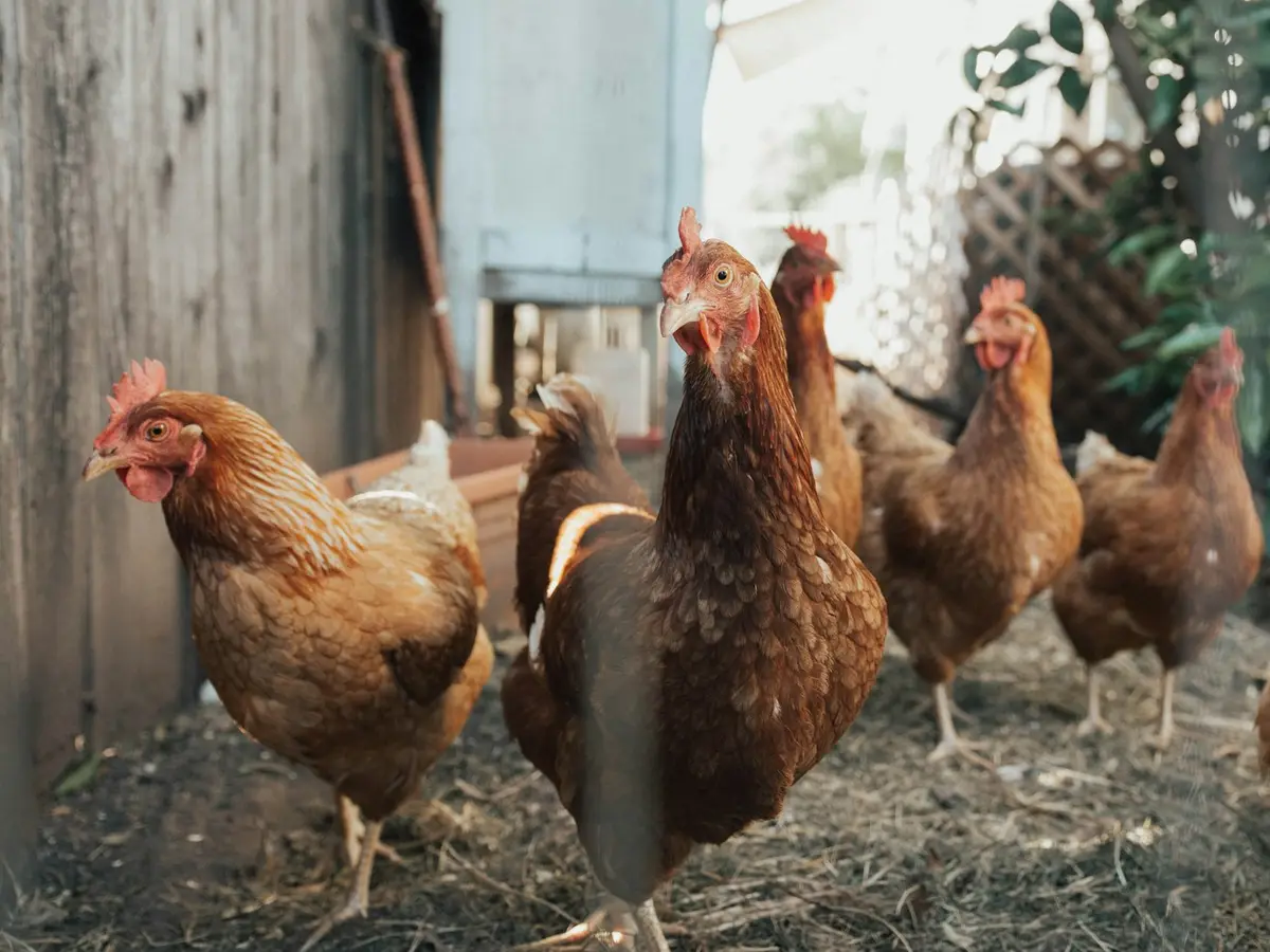 Gallinas junto a una cerca
