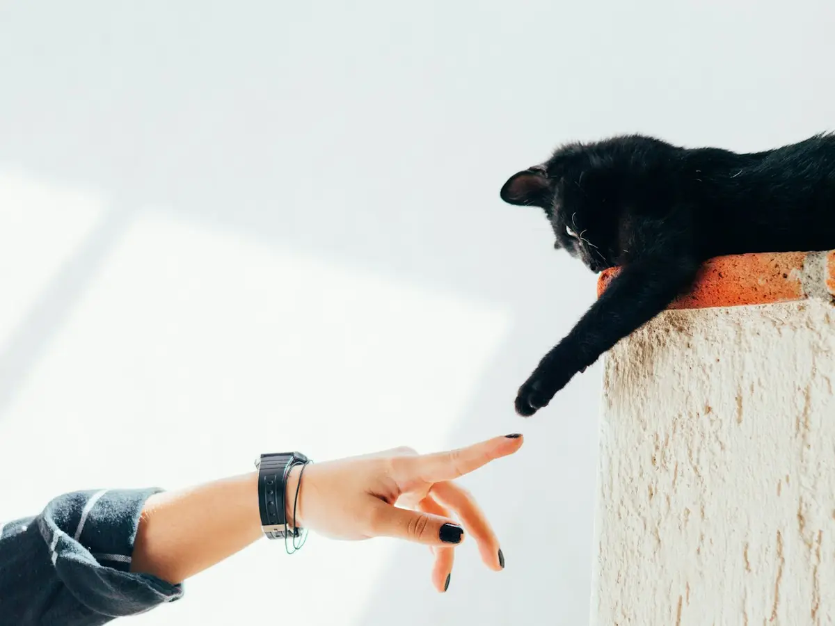 Una mujer abraza a su gato